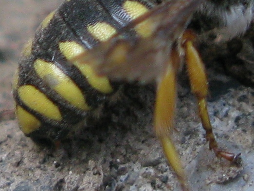 Maschio di Rhodanthidium septemdentatum